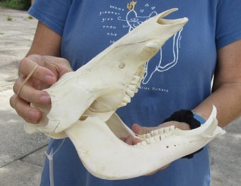 10 inch long African Warthog Skull for sale with 2 inch Ivory tusks - $65