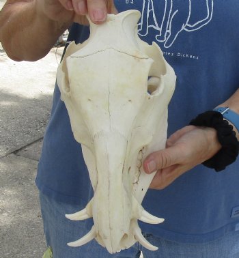 10 inch long African Warthog Skull for sale with 2 inch Ivory tusks - $65