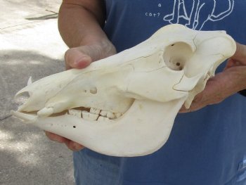 10 inch long African Warthog Skull for sale with 2 inch Ivory tusks - $65