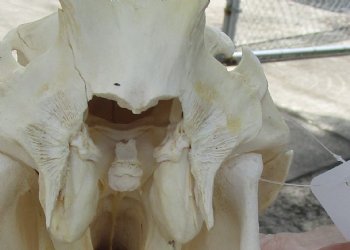 10 inch long African Warthog Skull for sale with 2 inch Ivory tusks - $65