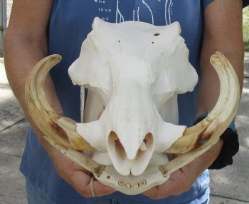 For Sale B-Grade 14 inch long African Warthog Skull for sale with 7 inch Ivory tusks - $135