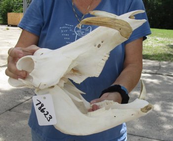 For Sale B-Grade 14 inch long African Warthog Skull for sale with 7 inch Ivory tusks - $135