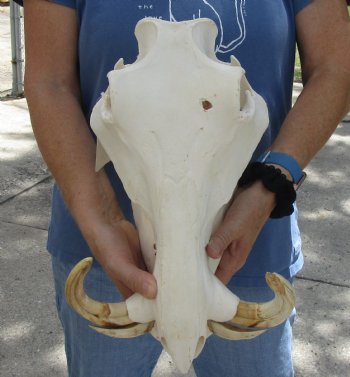 For Sale B-Grade 14 inch long African Warthog Skull for sale with 7 inch Ivory tusks - $135