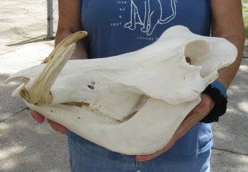 For Sale B-Grade 14 inch long African Warthog Skull for sale with 7 inch Ivory tusks - $135