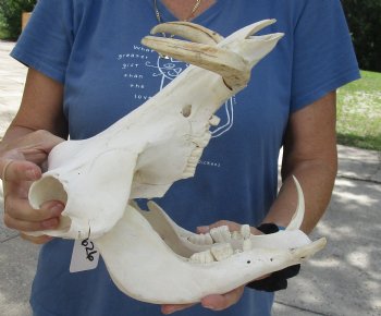 Available for sale this B-Grade 12 inch long African Warthog Skull for sale with 7 inch Ivory tusks - $115