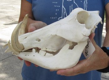 Available for sale this B-Grade 12 inch long African Warthog Skull for sale with 7 inch Ivory tusks - $115