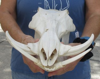 Available for sale this B-Grade 13 inch long African Warthog Skull for sale with 6 inch Ivory tusks - $115