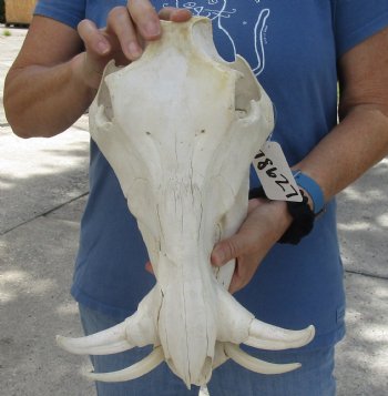 Available for sale this B-Grade 13 inch long African Warthog Skull for sale with 6 inch Ivory tusks - $115