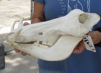 Available for sale this B-Grade 13 inch long African Warthog Skull for sale with 6 inch Ivory tusks - $115