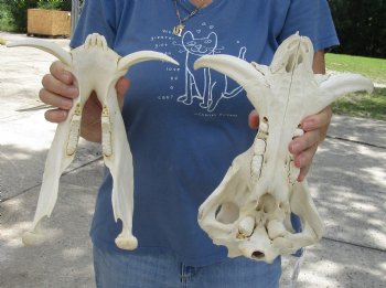 Available for sale this B-Grade 13 inch long African Warthog Skull for sale with 6 inch Ivory tusks - $115