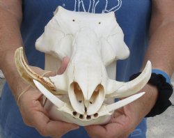 12 inch long African Warthog Skull for sale with 3 inch Ivory tusks, Buy now for - $105