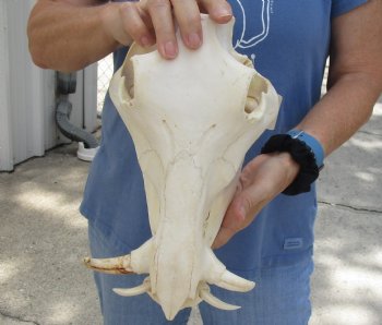 12 inch long African Warthog Skull for sale with 3 inch Ivory tusks, Buy now for - $105