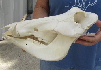 12 inch long African Warthog Skull for sale with 3 inch Ivory tusks, Buy now for - $105