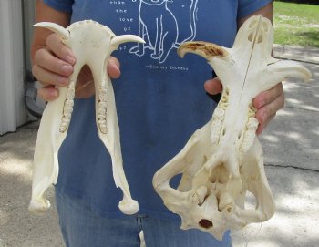 12 inch long African Warthog Skull for sale with 3 inch Ivory tusks, Buy now for - $105