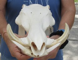 For Sale 14 inch long African Warthog Skull for sale with 5 inch Ivory tusks - $135