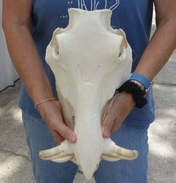 For Sale 14 inch long African Warthog Skull for sale with 5 inch Ivory tusks - $135