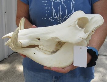 For Sale 14 inch long African Warthog Skull for sale with 5 inch Ivory tusks - $135