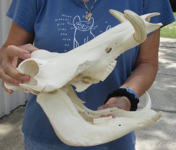 For Sale 14 inch long African Warthog Skull for sale with 5 inch Ivory tusks - $135