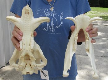 For Sale 14 inch long African Warthog Skull for sale with 5 inch Ivory tusks - $135