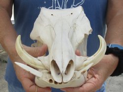 13 inch long African Warthog Skull for sale with 4 inch Ivory tusks, Buy now for - $115