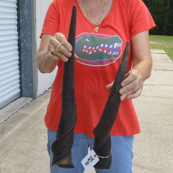 20" & 25" Male Eland Horns - $40