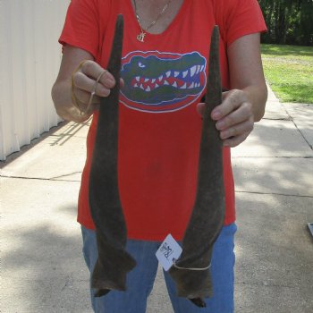 Matching Pair of 22" Male Eland Horns - $40