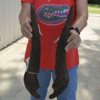 Matching Pair of 22" Male Eland Horns - $40