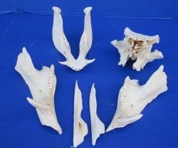 Buy now Craft Grade African Warthog Skull pieces for sale with 3 inch Ivory tusks - $25