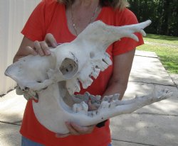 18" Camel Skull with lower jaw for sale - $125