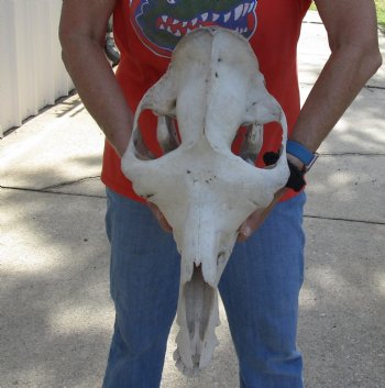 18" Camel Skull with lower jaw for sale - $125