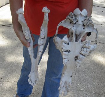 18" Camel Skull with lower jaw for sale - $125