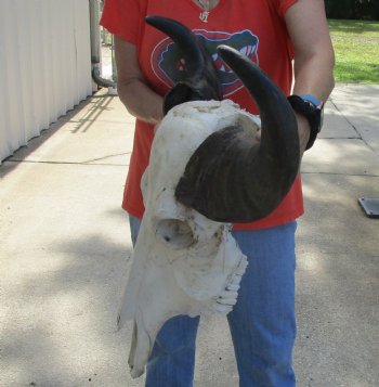 Authentic Indian Water Buffalo Skull with horns measuring 18 inches - $65