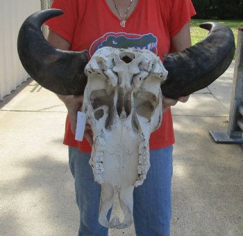 Authentic Indian Water Buffalo Skull with horns measuring 18 inches - $65