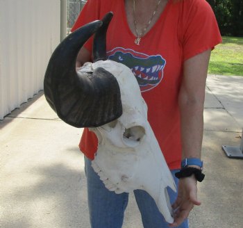 Authentic Indian Water Buffalo Skull with horns measuring 18 inches - $65