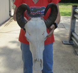 Authentic Indian Water Buffalo Skull with horns measuring 18 and 19 inches - $65