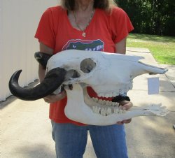 20" Indian Water Buffalo Skull with Mandible and 17" Horns - For Sale for $90