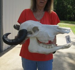20" Indian Water Buffalo Skull with Mandible and 18" and 19" Horns - For Sale for $90