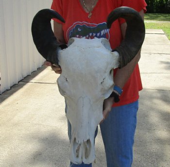 20" Indian Water Buffalo Skull with Mandible and 18" and 19" Horns - For Sale for $90