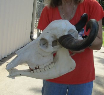 20" Indian Water Buffalo Skull with Mandible and 18" and 19" Horns - For Sale for $90