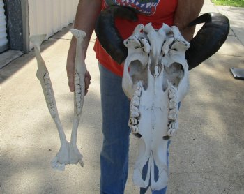 20" Indian Water Buffalo Skull with Mandible and 18" and 19" Horns - For Sale for $90