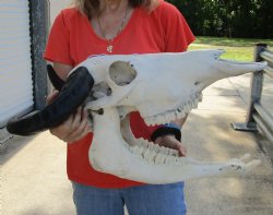 Buy this 20" Indian Water Buffalo Skull with Mandible and 14" Horns for $90