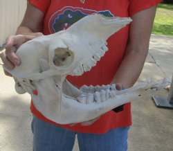 14 Inch C-Grade Small Camel Skull - Buy Now for $55