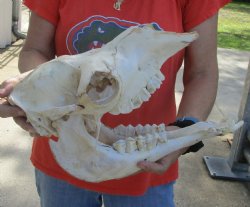 Authentic 14 Inch C-Grade Small Camel Skull - For Sale for  $55