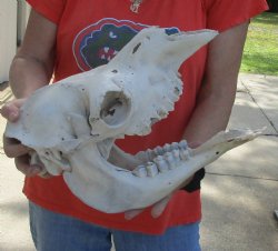 Buy this 14 Inch C-Grade Small Camel Skull for $55