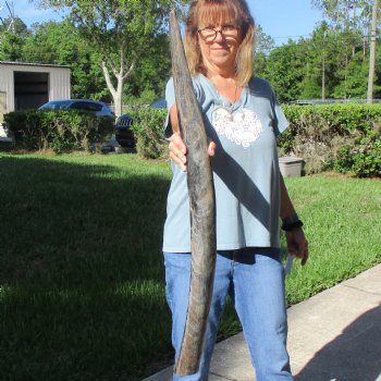 35" Natural, Unpolished Water Buffalo Horn - $32