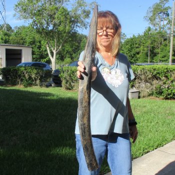 35" Natural, Unpolished Water Buffalo Horn - $32