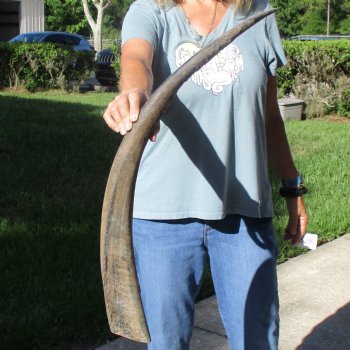 32" Natural, Unpolished Water Buffalo Horn - $26