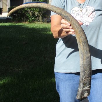 34" Natural, Unpolished Water Buffalo Horn - $26