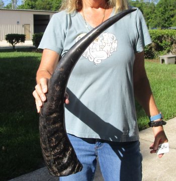 Authentic 26 inch Semi polished buffalo horn - For Sale for $32