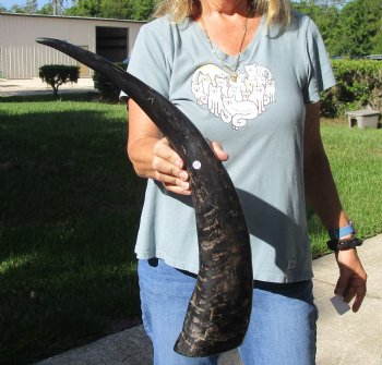 Authentic 26 inch Semi polished buffalo horn - For Sale for $32